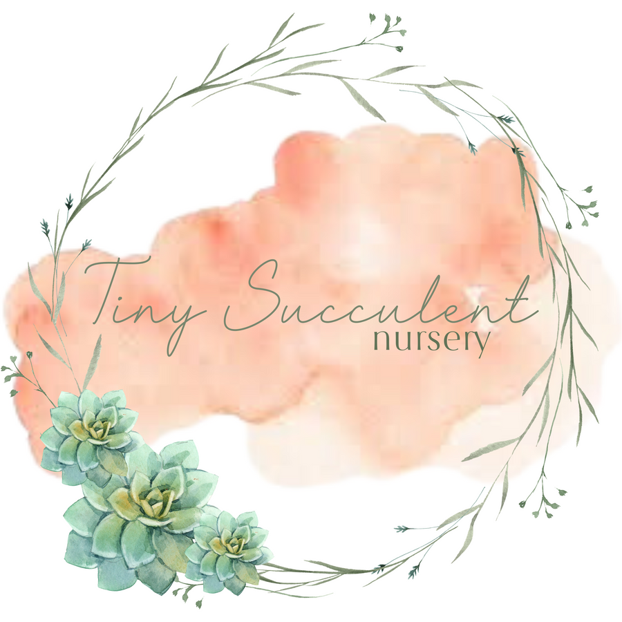 TINY SUCCULENT NURSERY