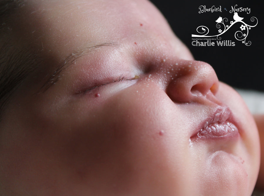 BLUEBIRD NURSERY — photo 7