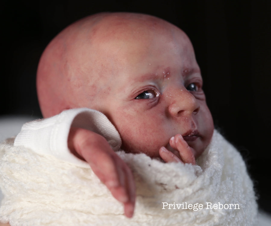 PRIVILEGE REBORN — photo 5
